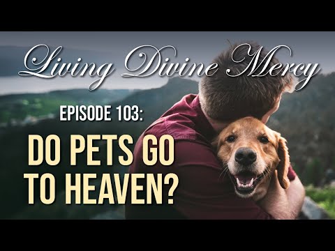 Do Pets Go To Heaven? | Divine Mercy Plus